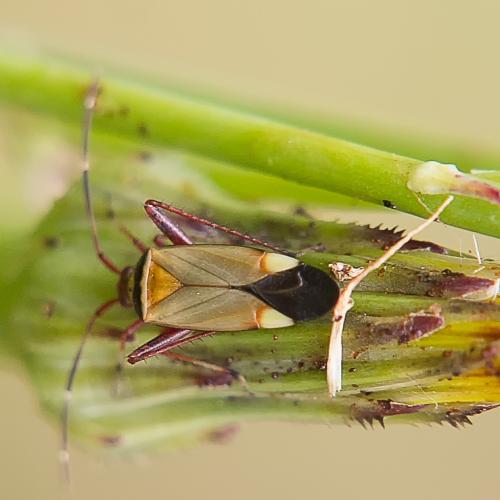 Réf. 234 799 : Adelphocoris vandalicus
